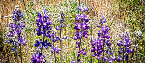 Laguna Meadows 05/20/24