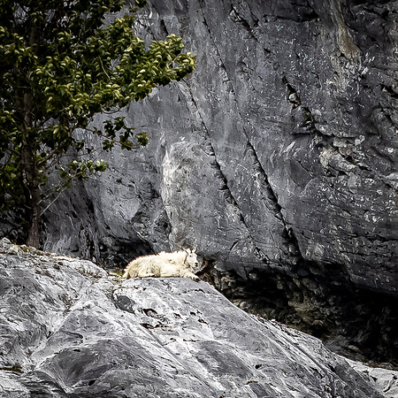 Glacier Bay