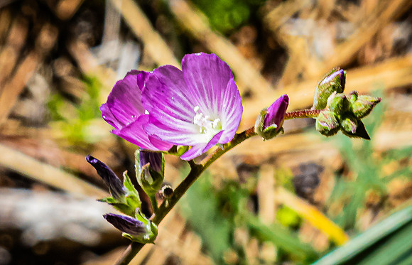 Laguna Meadows 05/20/24