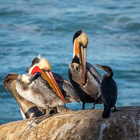 La Jolla Cove 01/09/19