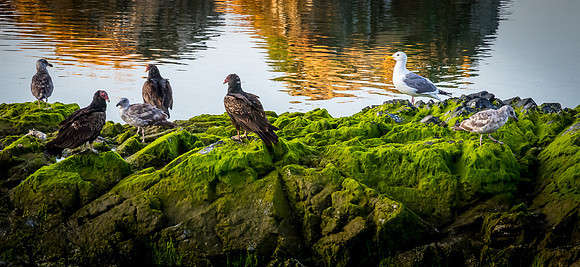 Smith River - Brookings 07/2019