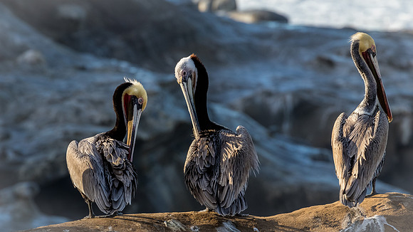 La Jolla Cove 01/09/19
