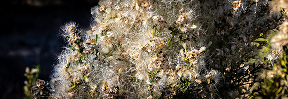 Los Penasquitos County Preserve 12/26/20