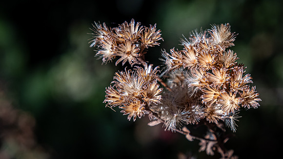 Los Penasquitos County Preserve 12/26/20