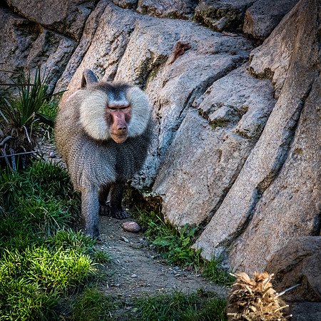 San Diego Zoo 12/27/19