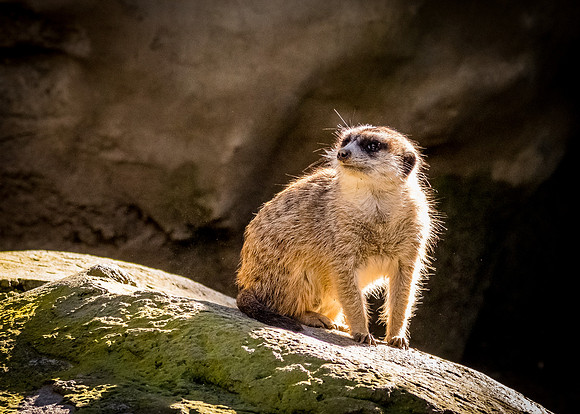 San Diego Zoo 12/27/19
