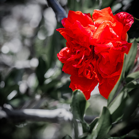 Japanese Friendship Garden 03/25/22