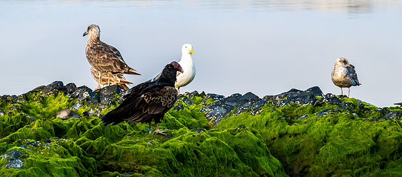Smith River - Brookings 07/2019