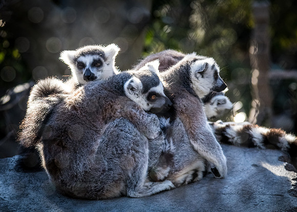 San Diego Zoo 12/27/19