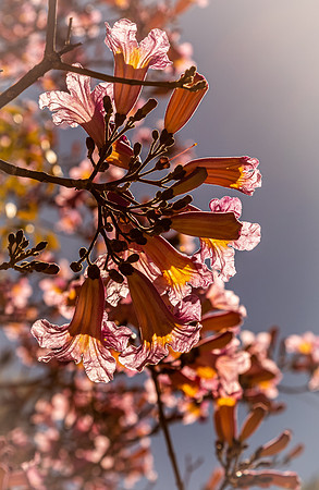 Japanese Friendship Garden 03/25/22