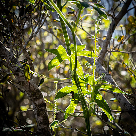 Mission Trails Regional Park 01/18/23