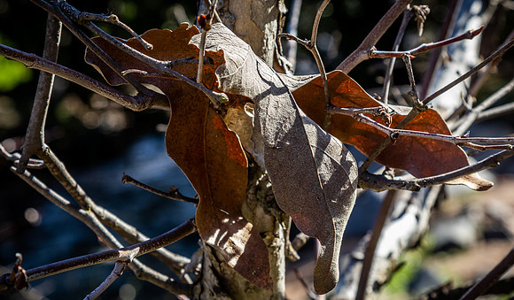 Mission Trails Regional Park 01/18/23