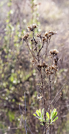 Mission Trails Regional Park 01/18/23