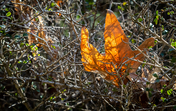 Mission Trails Regional Park 01/18/23
