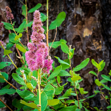Rogue River Gorge 07/2019