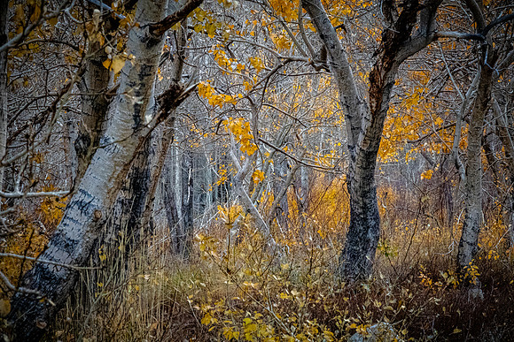 East Sierra 10/2025