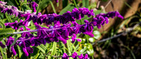 Native Garden Tour 2023