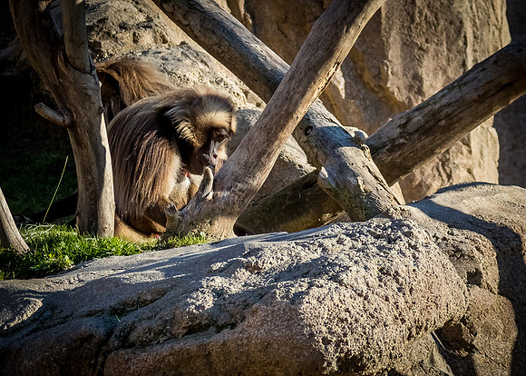 San Diego Zoo 12/27/19