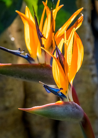 San Diego Zoo 12/27/19