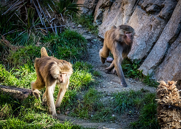 San Diego Zoo 12/27/19