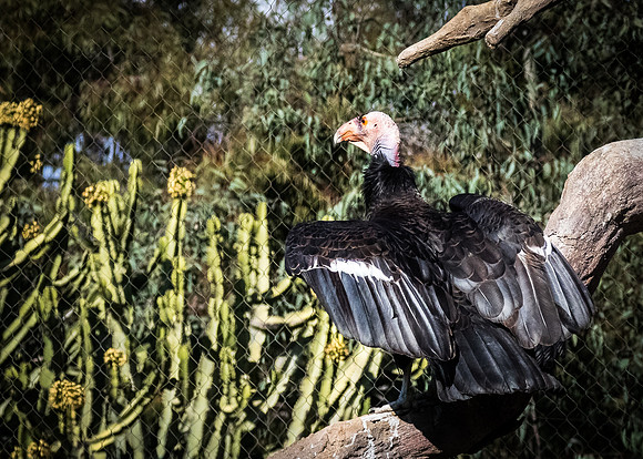 San Diego Zoo 12/27/19