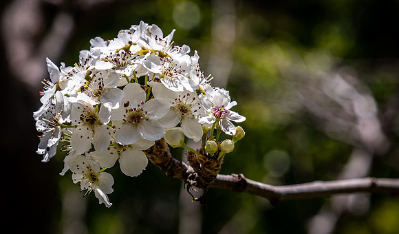Japanese Friendship Garden 03/25/22