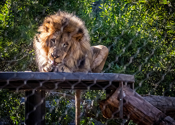 San Diego Zoo 12/27/19