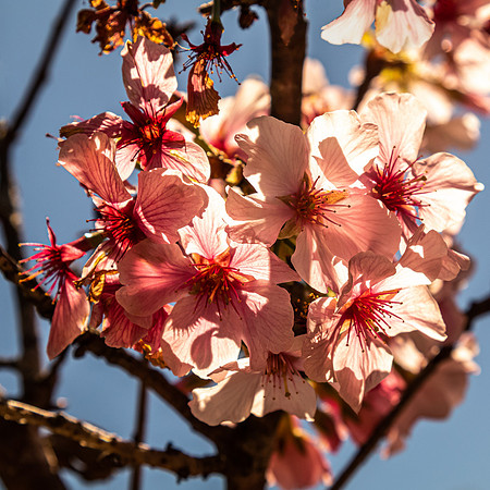 Japanese Friendship Garden 03/25/22