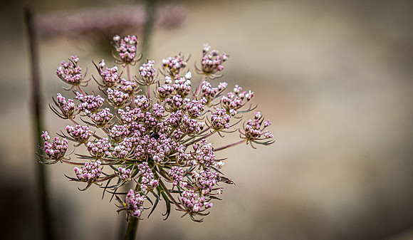 Upper Table Rock 07/2019