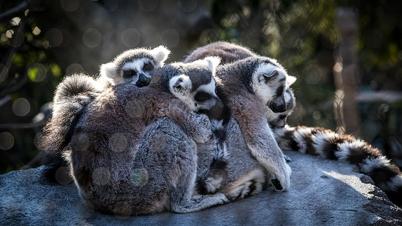 San Diego Zoo 12/27/19