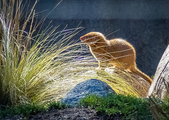 San Diego Zoo 12/27/19