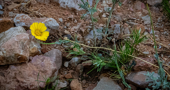 Virgin River, AZ 09/01/23