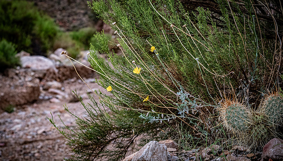 Virgin River, AZ 09/01/23