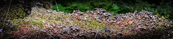 Rogue River Gorge 07/2019