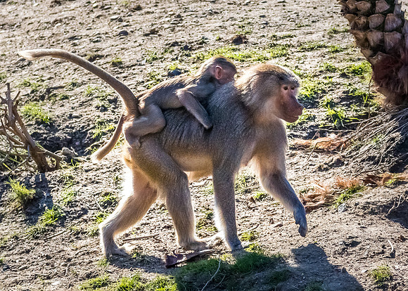 San Diego Zoo 12/27/19