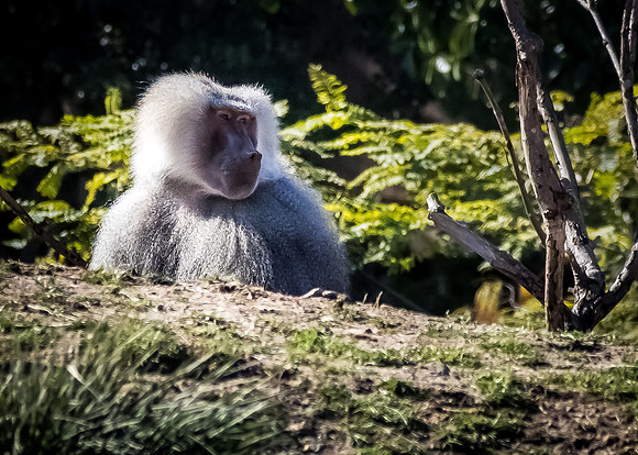 San Diego Zoo 12/27/19