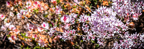 Japanese Friendship Garden 03/25/22