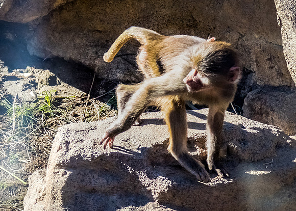 San Diego Zoo 12/27/19