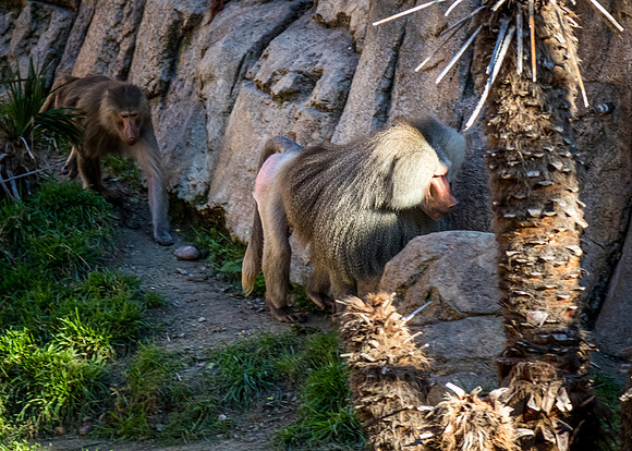 San Diego Zoo 12/27/19