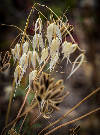 Upper Table Rock 07/2019