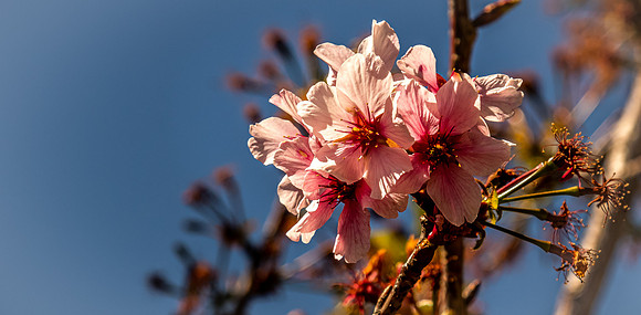 Japanese Friendship Garden 03/25/22