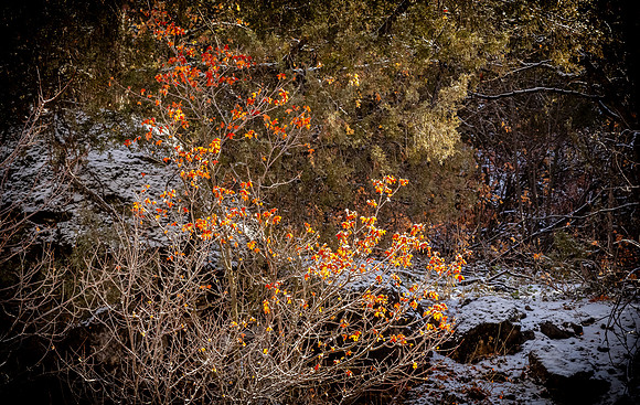 Logan, UT 11/2024