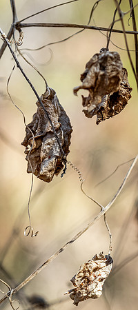 Oak Grove 11/11/23