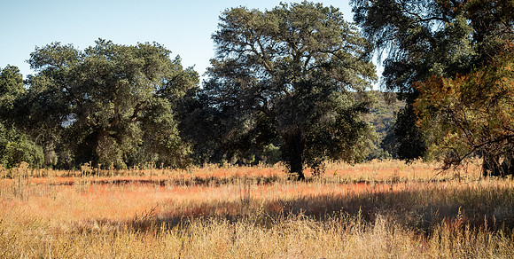 Oak Grove 11/11/23