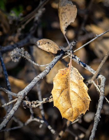 Oak Grove 11/11/23