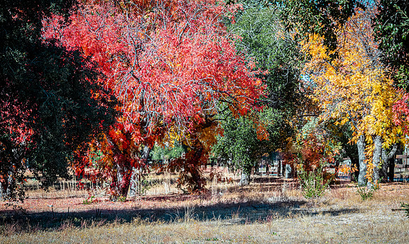 Oak Grove 11/11/23