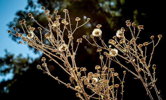Oak Grove 11/11/23