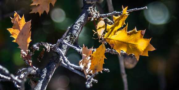 Oak Grove 11/11/23