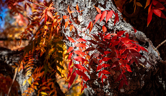 Oak Grove 11/11/23