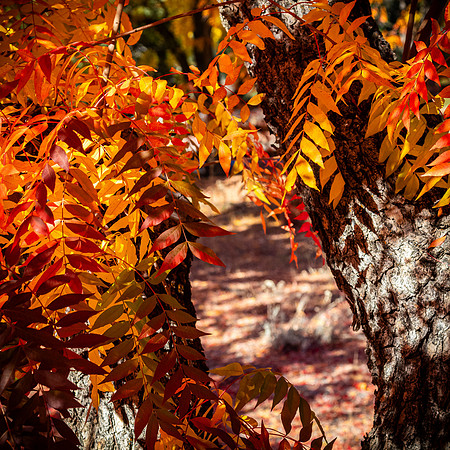 Oak Grove 11/11/23